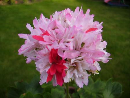 gallery_7579_1235_14774.jpg