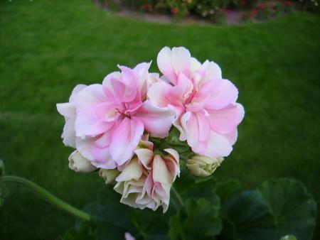 gallery_7579_1235_71437.jpg