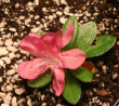 tn_gallery_250_1205_120678.png