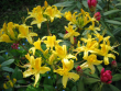tn_gallery_250_1205_129127.png