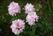 tn_gallery_250_1205_130734.png