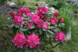 tn_gallery_250_1205_140155.png