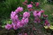 tn_gallery_250_1205_173441.png
