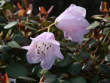 tn_gallery_250_1205_19225.png