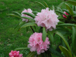 tn_gallery_250_1205_262528.png