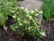 tn_gallery_250_1205_272832.png