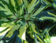 tn_gallery_250_1205_344197.png