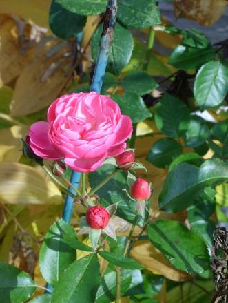 gallery_5307_533_39595.jpg