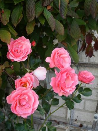 gallery_5307_533_96474.jpg