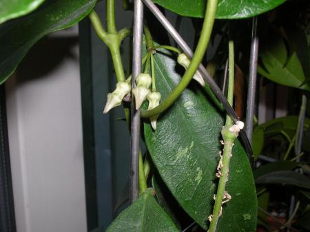gallery_6805_185_102865.jpg