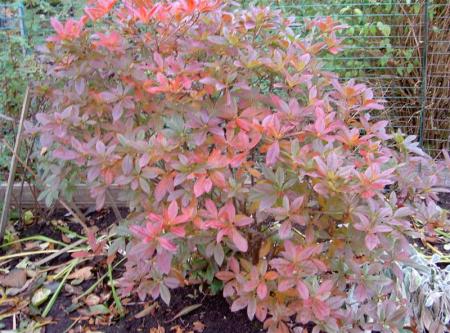 gallery_834_1080_123700.jpg