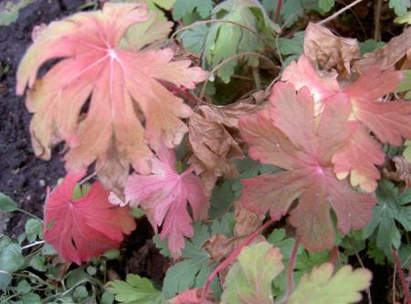 gallery_834_1080_27025.jpg