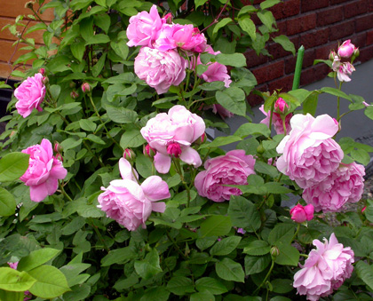gallery_276_1247_1779.jpg