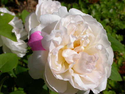 gallery_276_1247_22432.jpg