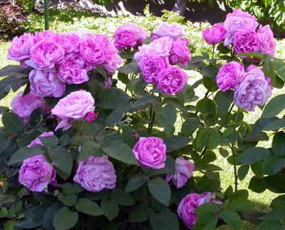 gallery_276_1247_39649.jpg
