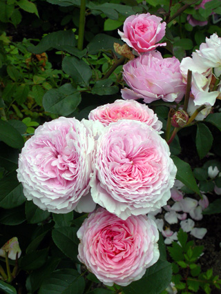 gallery_276_1247_8081.jpg