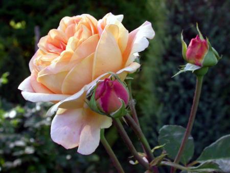gallery_276_1247_29758.jpg