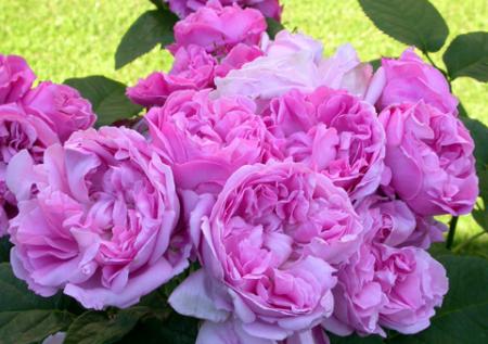 gallery_276_1247_55574.jpg