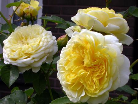 gallery_276_1247_57051.jpg