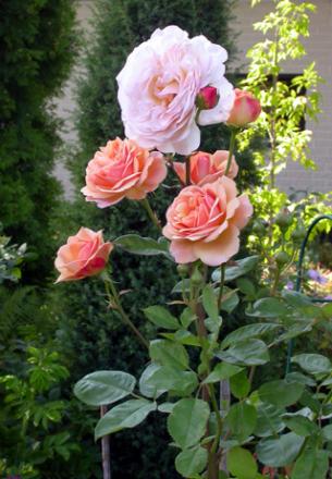 gallery_276_1247_57864.jpg