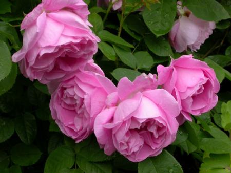 gallery_276_1247_67660.jpg
