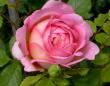 tn_gallery_276_1247_37673.jpg