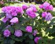 tn_gallery_276_1247_39649.jpg