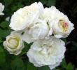 tn_gallery_276_1247_9877.jpg
