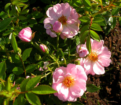 gallery_276_1248_27047.jpg