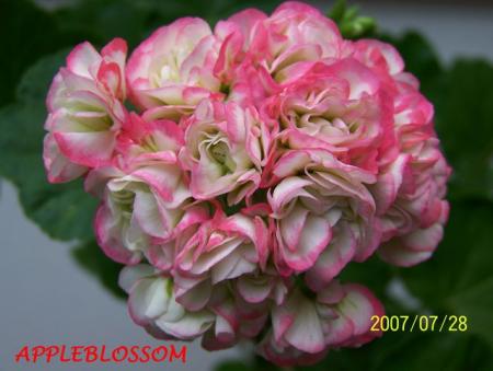 gallery_5074_1249_22239.jpg
