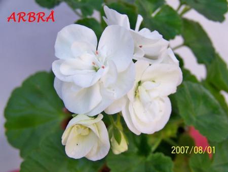 gallery_5074_1249_26943.jpg