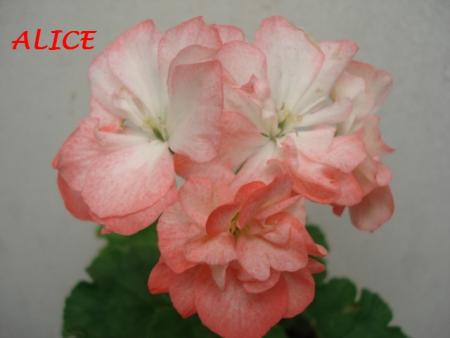 gallery_5074_1249_32091.jpg