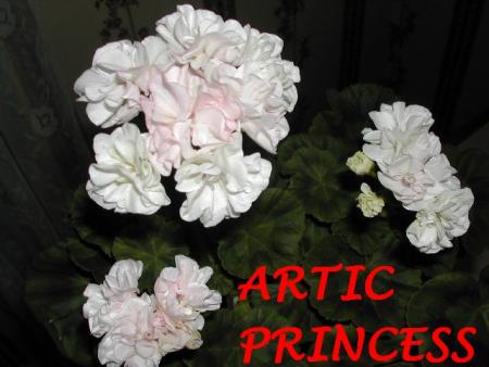 gallery_5074_1249_43250.jpg