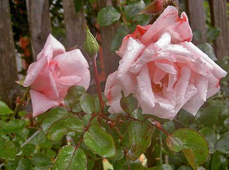 gallery_834_1251_17759.jpg