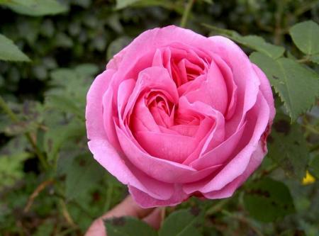 gallery_834_1251_24554.jpg