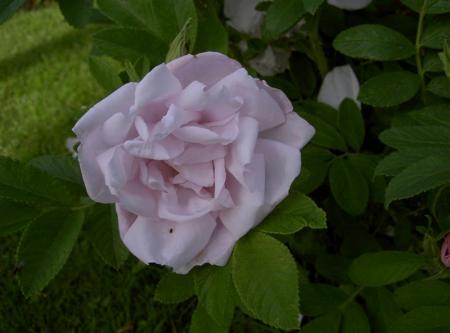 gallery_834_1251_34922.jpg
