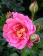 tn_gallery_276_1247_12441.jpg