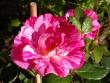 tn_gallery_276_1248_21882.jpg