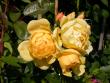 tn_gallery_276_1248_26751.jpg