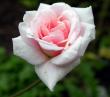 tn_gallery_276_1248_27404.jpg