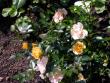 tn_gallery_276_1248_55848.jpg