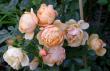 tn_gallery_276_1248_82368.jpg
