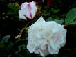 tn_gallery_834_1251_19496.jpg