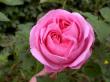 tn_gallery_834_1251_24554.jpg