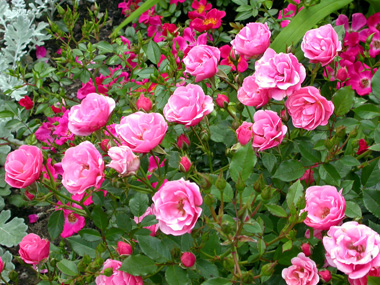 gallery_276_1248_10612.jpg