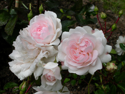 gallery_276_1248_32052.jpg