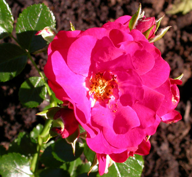 gallery_276_1248_3338.jpg