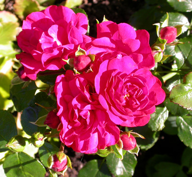 gallery_276_1248_71020.jpg