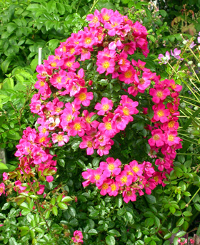 gallery_276_1248_78574.jpg