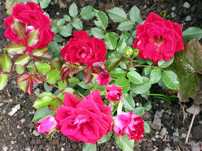 gallery_276_1248_81169.jpg